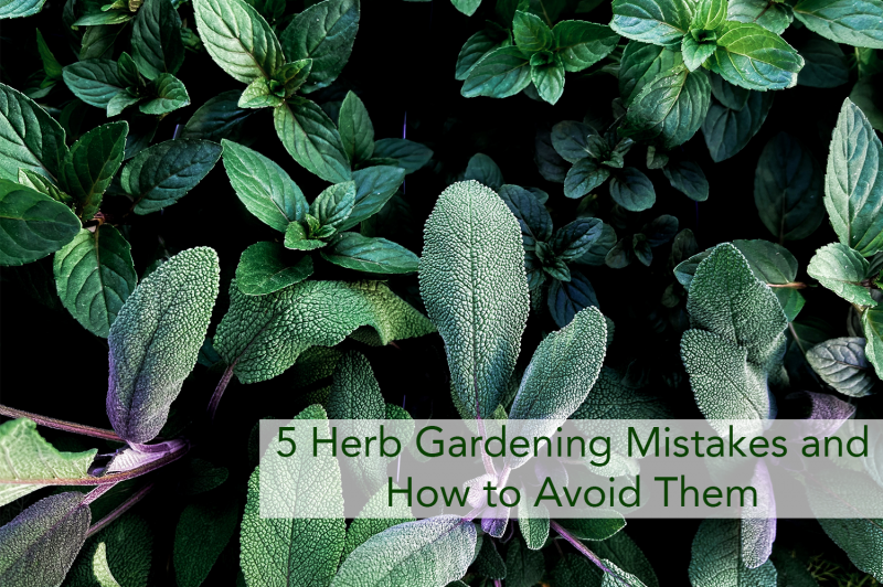 5 Herb Gardening Mistakes And How To Avoid Them Beaver Lakes Nursery