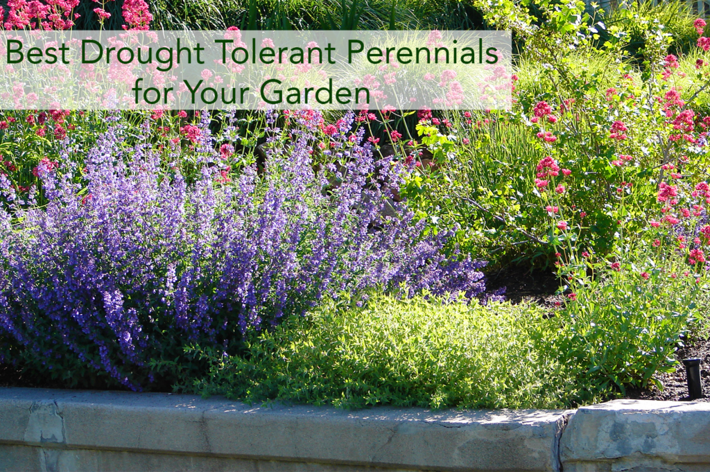 Best Drought Tolerant Perennials For Your Garden Beaver Lakes Nursery And Landscape Supply