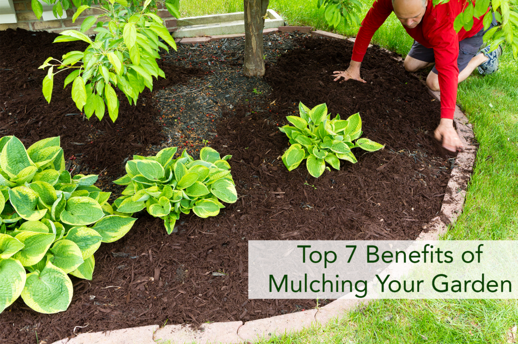 Top 7 Benefits Of Mulching Your Garden